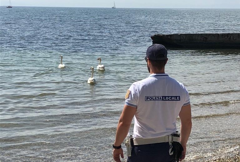 Immagine per Ha il becco bloccato dalla plastica e non può nutrirsi: cigno salvato a Monfalcone